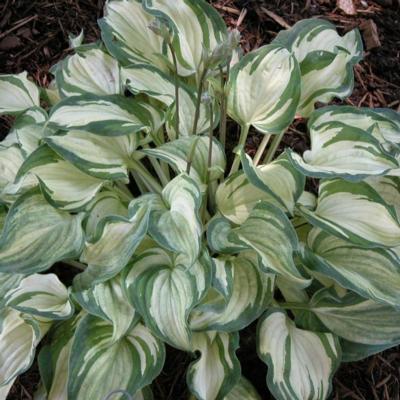 Hosta 'Ghost Spirit'